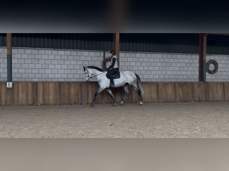 KWPN Wallach 7 Jahre 175 cm Blauschimmel in Oud Gastel