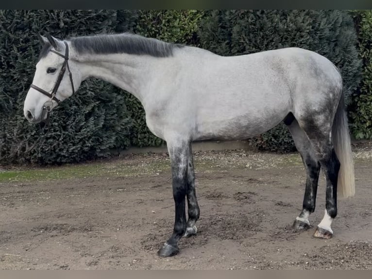 KWPN Wallach 7 Jahre 175 cm Blauschimmel in Oud Gastel