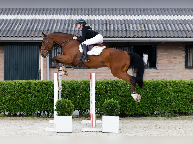 KWPN Wallach 7 Jahre 175 cm Brauner in Waddinxveen