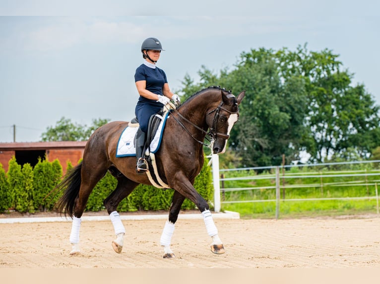 KWPN Wallach 7 Jahre 175 cm Dunkelbrauner in Ragow-Merz Merz