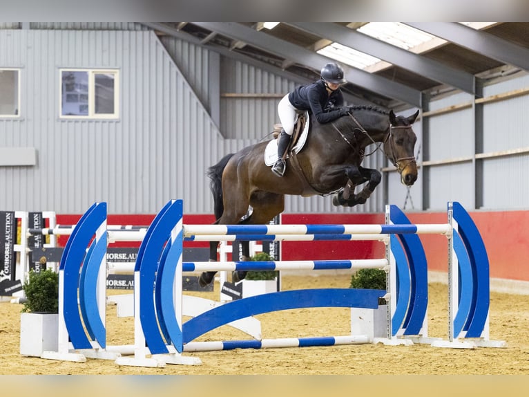 KWPN Wallach 7 Jahre 175 cm Dunkelbrauner in Waddinxveen