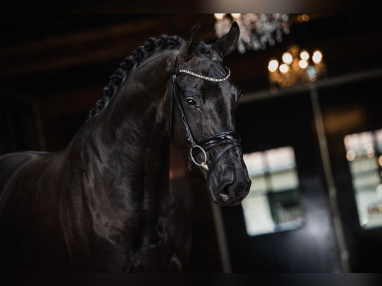 KWPN Wallach 7 Jahre 175 cm Rappe in Oud Gastel