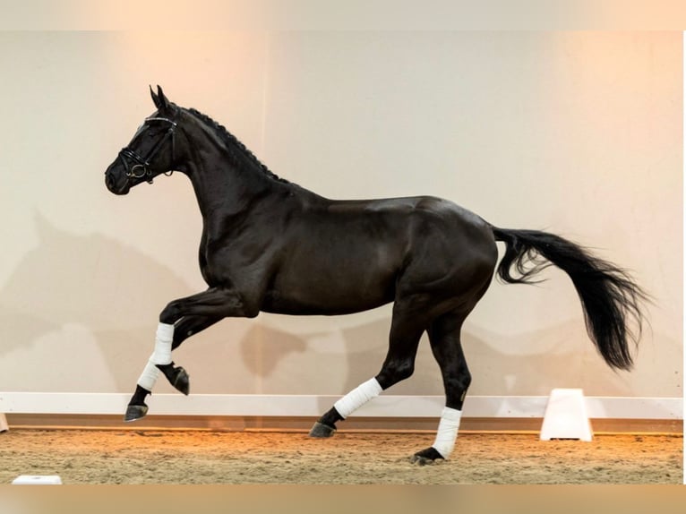 KWPN Wallach 7 Jahre 175 cm Rappe in Oud Gastel