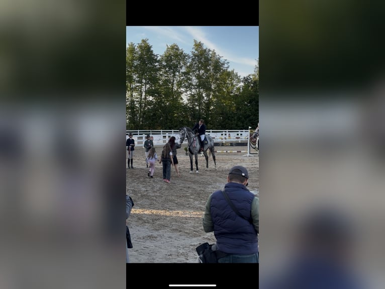 KWPN Wallach 7 Jahre 175 cm Schimmel in Krikumi, Ropažu pag