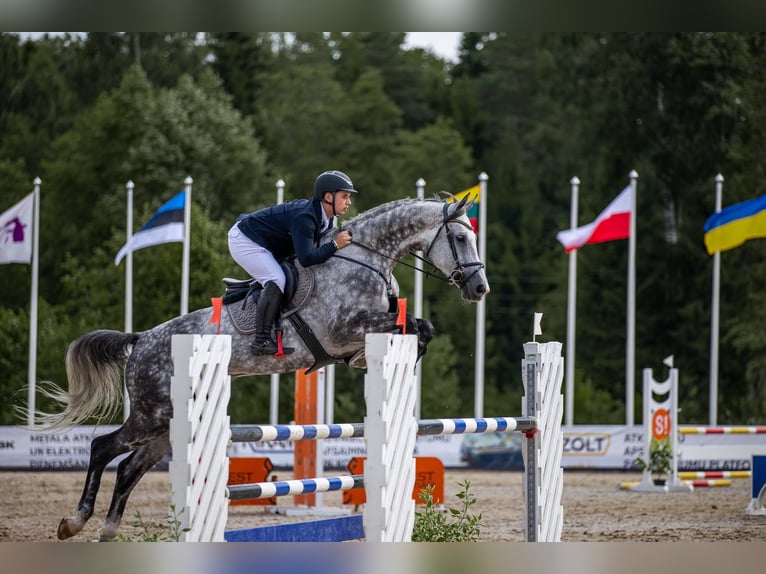 KWPN Wallach 7 Jahre 175 cm Schimmel in Krikumi, Ropažu pag