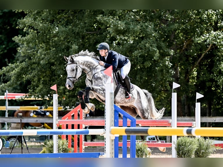 KWPN Wallach 7 Jahre 175 cm Schimmel in Krikumi, Ropažu pag