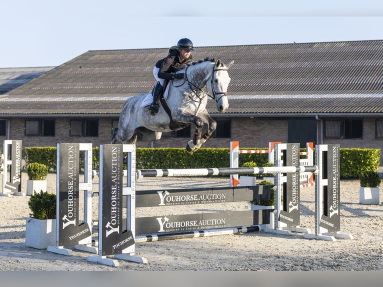 KWPN Wallach 7 Jahre 175 cm  in Waddinxveen