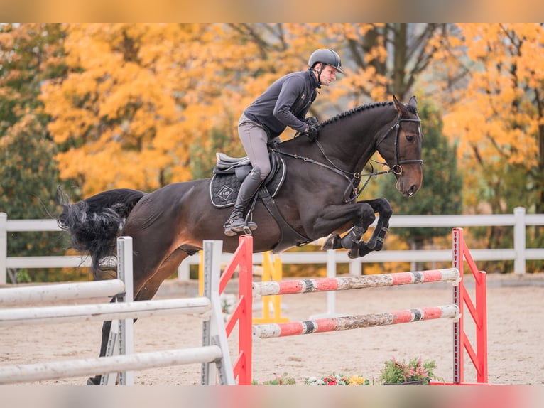 KWPN Wallach 7 Jahre 175 cm in Zduchovice