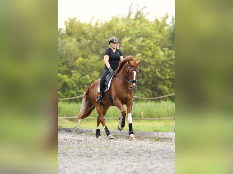 KWPN Wallach 7 Jahre 176 cm Fuchs in Bedum