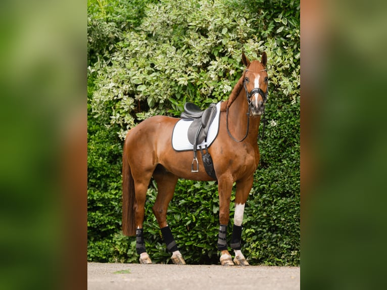 KWPN Wallach 7 Jahre 176 cm Fuchs in Bedum