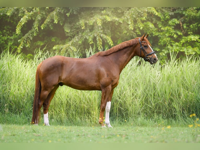 KWPN Wallach 7 Jahre 176 cm Fuchs in Bedum