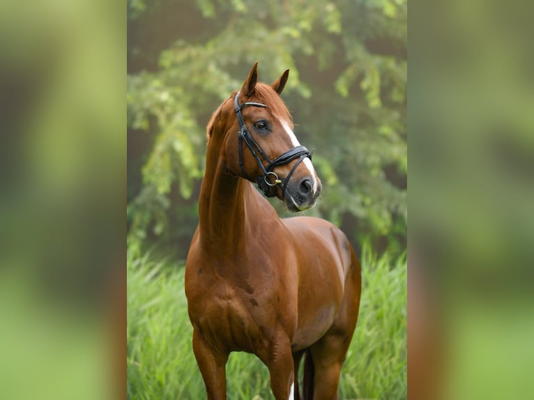 KWPN Wallach 7 Jahre 176 cm Fuchs in Bedum