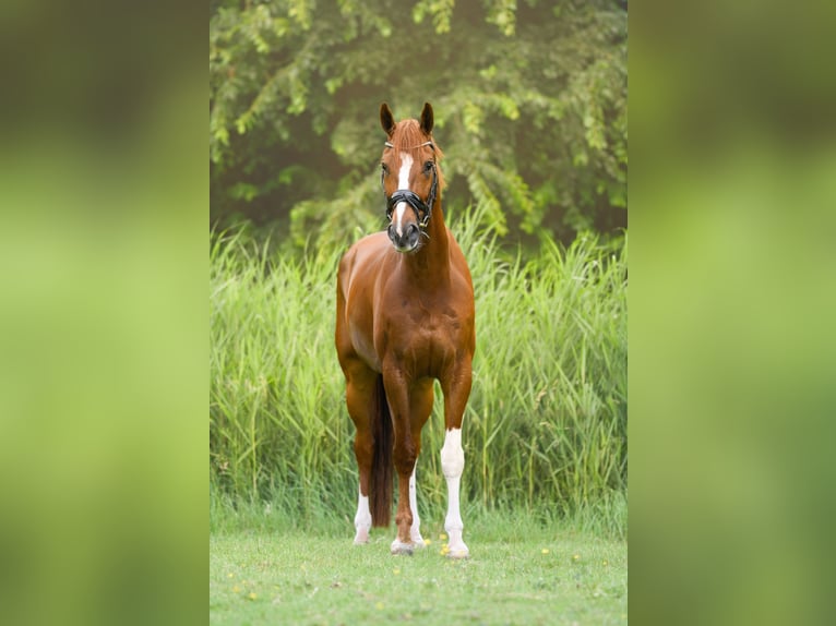 KWPN Wallach 7 Jahre 176 cm Fuchs in Bedum