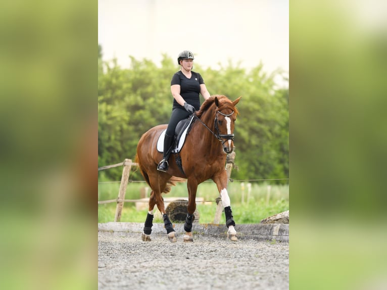KWPN Wallach 7 Jahre 176 cm Fuchs in Bedum