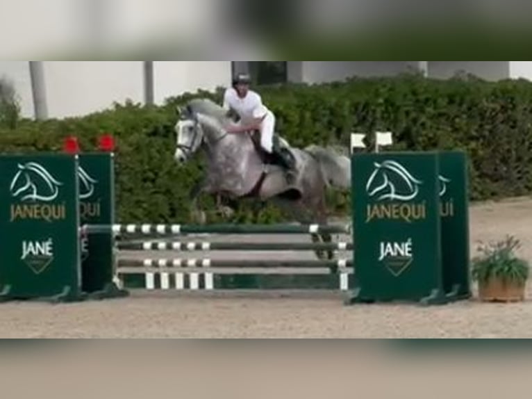KWPN Wallach 7 Jahre 176 cm Schimmel in Lleida