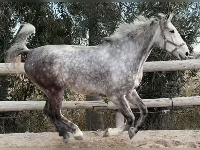 KWPN Wallach 7 Jahre 176 cm Schimmel in Lleida