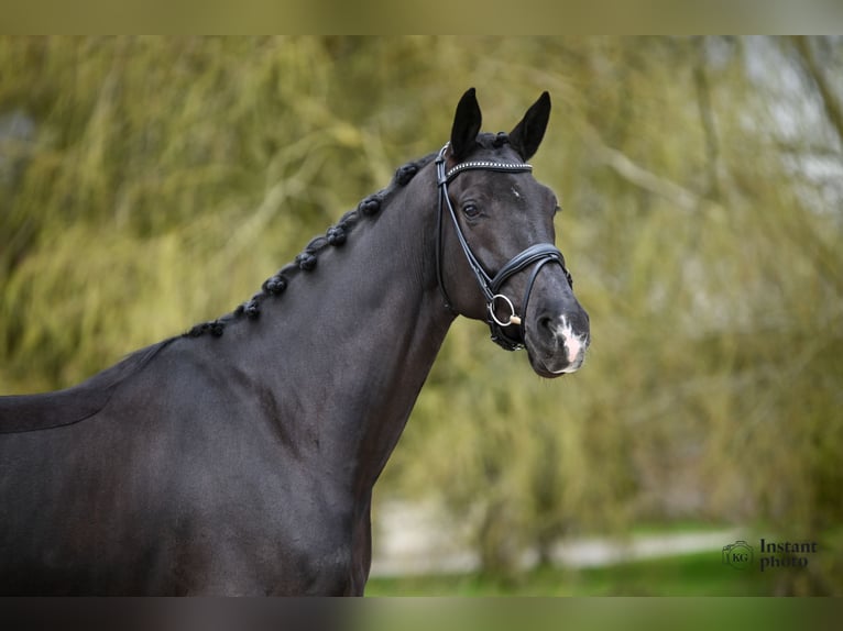 KWPN Wallach 7 Jahre 177 cm Rappe in Bosc-Guérard-Saint-Adrien