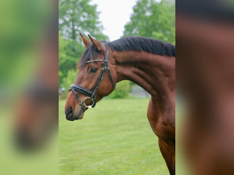 KWPN Wallach 7 Jahre 178 cm Brauner in Göda