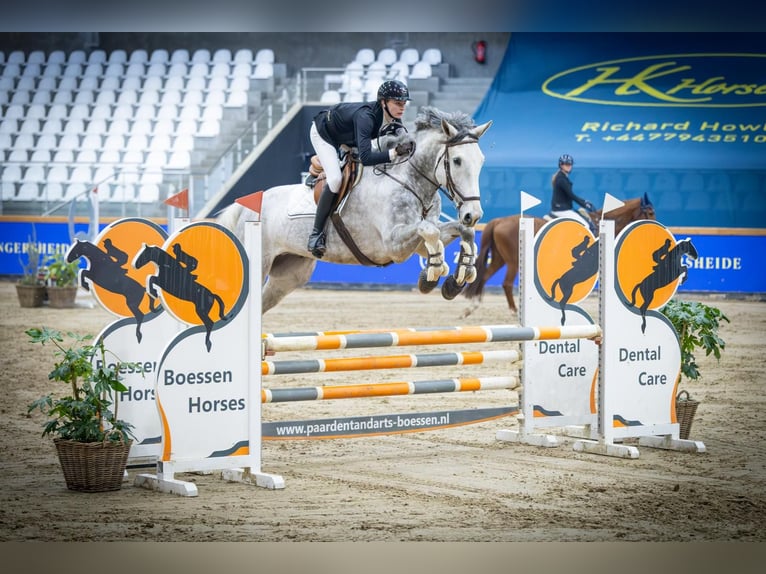 KWPN Wallach 7 Jahre 178 cm Schimmel in Zutendaal