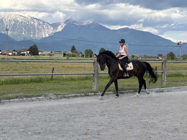 KWPN Wallach 7 Jahre 180 cm Dunkelbrauner in Kranj
