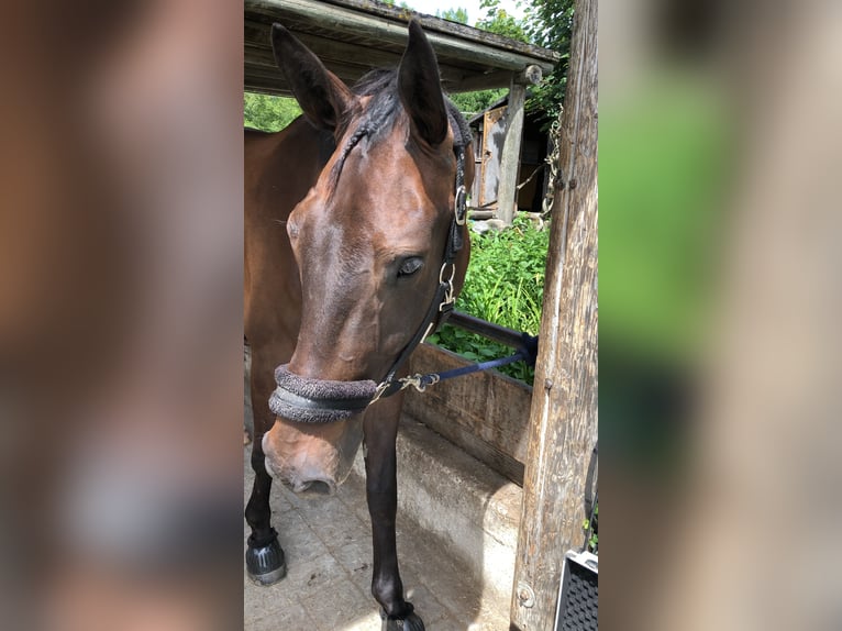 KWPN Wallach 7 Jahre 181 cm Dunkelbrauner in Allensbach