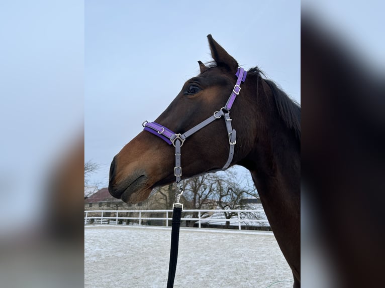 KWPN Wallach 7 Jahre 183 cm Dunkelbrauner in Homberg (Efze)