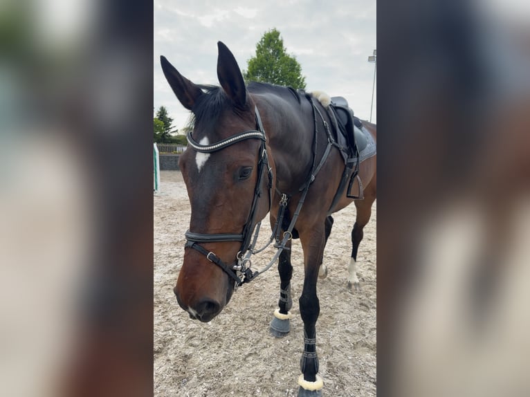 KWPN Wallach 7 Jahre 185 cm Brauner in Wipperfürth
