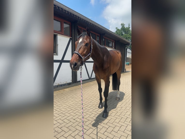 KWPN Wallach 7 Jahre 185 cm Brauner in Wipperfürth
