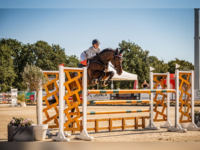 KWPN Wallach 7 Jahre 185 cm Brauner in Wipperfürth
