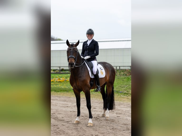 KWPN Wallach 7 Jahre in Aalsmeer