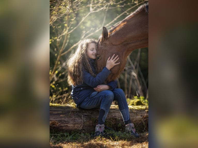 KWPN Wallach 8 Jahre 162 cm Brauner in Ostfildern