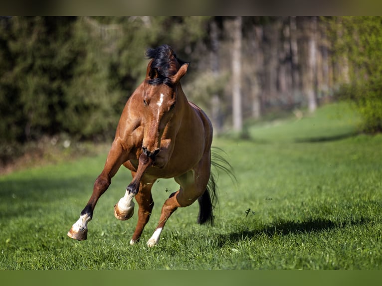 KWPN Wallach 8 Jahre 162 cm Brauner in Ostfildern