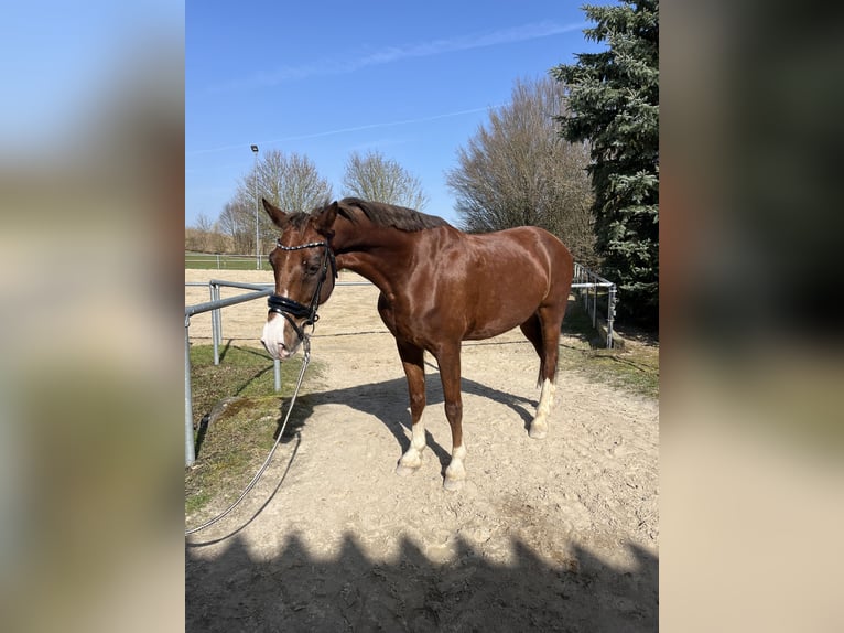 KWPN Wallach 8 Jahre 162 cm Fuchs in Ronneburg