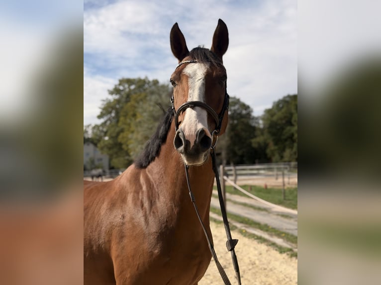 KWPN Wallach 8 Jahre 165 cm Brauner in Rödermark