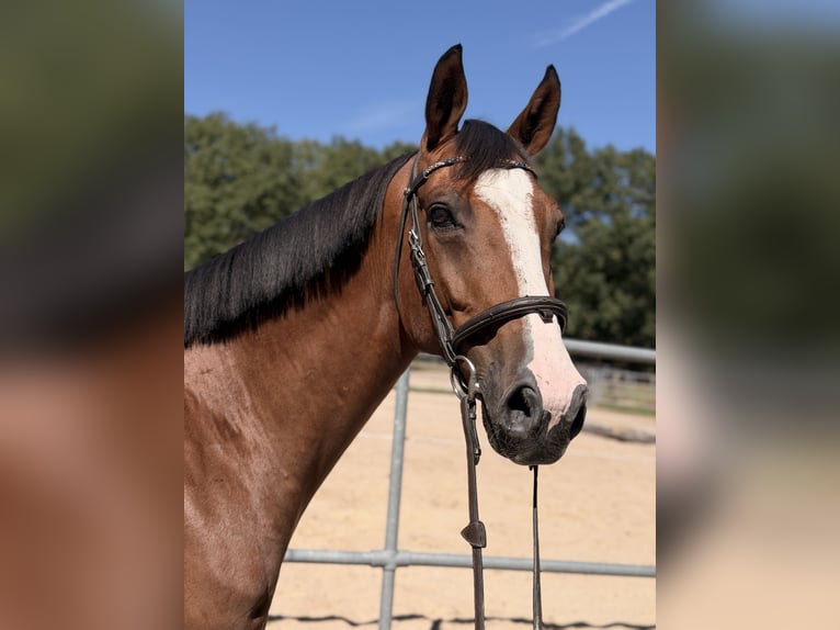 KWPN Wallach 8 Jahre 165 cm Brauner in Rödermark