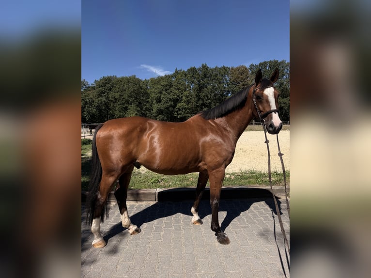 KWPN Wallach 8 Jahre 165 cm Brauner in Rödermark