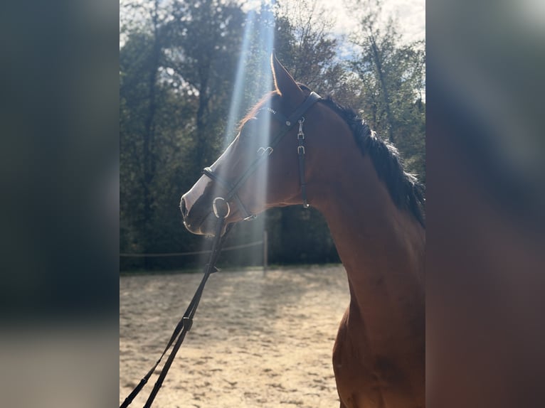 KWPN Wallach 8 Jahre 165 cm Brauner in Rödermark