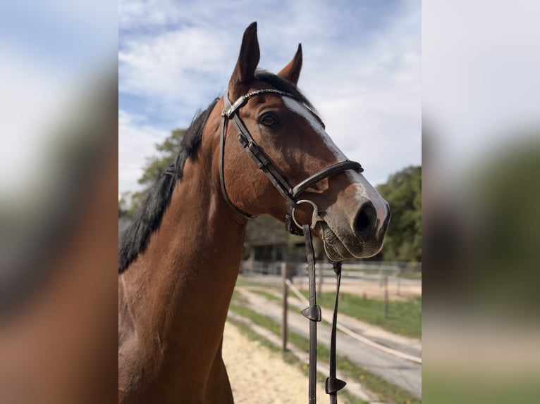 KWPN Wallach 8 Jahre 165 cm Brauner in Rödermark