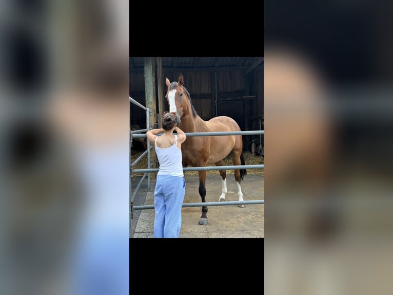 KWPN Wallach 8 Jahre 165 cm Dunkelbrauner in Bonn