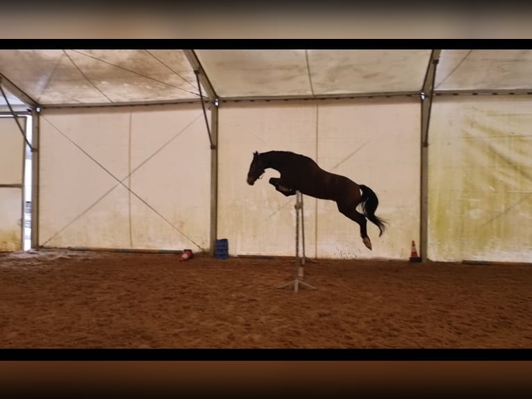 KWPN Mix Wallach 8 Jahre 165 cm Rotbrauner in Łódź