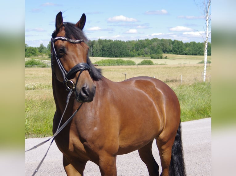KWPN Wallach 8 Jahre 166 cm Brauner in Osnabrück