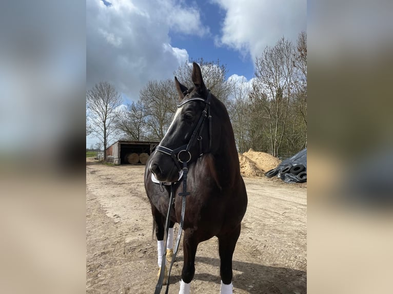 KWPN Wallach 8 Jahre 166 cm Rappe in Nordenham