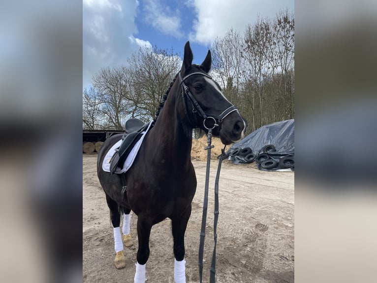 KWPN Wallach 8 Jahre 166 cm Rappe in Nordenham
