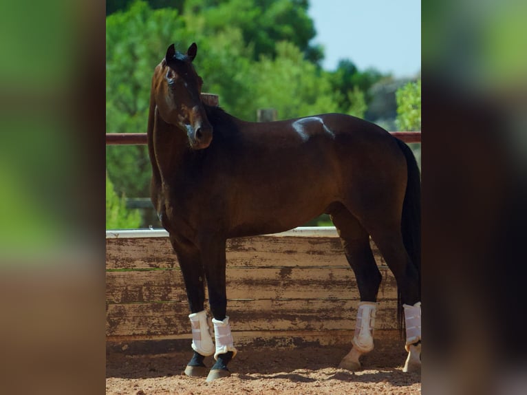KWPN Wallach 8 Jahre 167 cm Dunkelbrauner in Fuendetodos