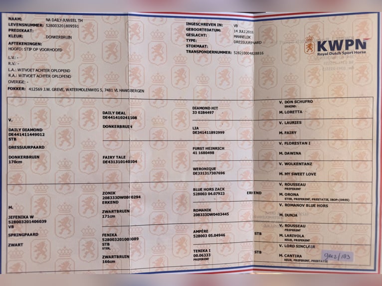 KWPN Wallach 8 Jahre 167 cm Dunkelbrauner in Fuendetodos