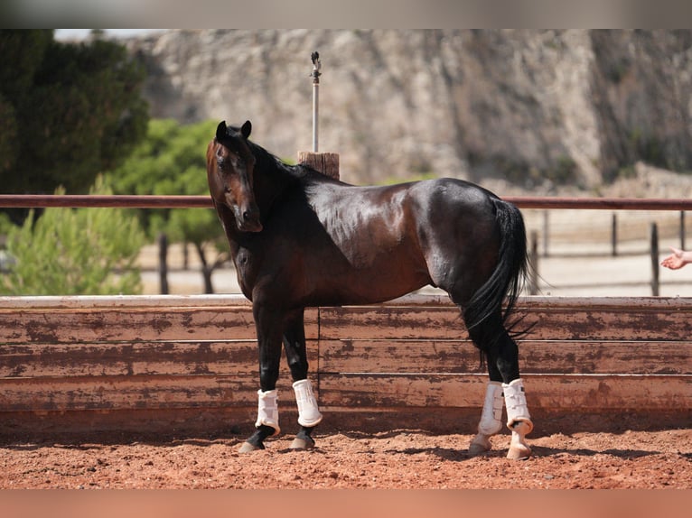 KWPN Wallach 8 Jahre 167 cm Dunkelbrauner in Fuendetodos