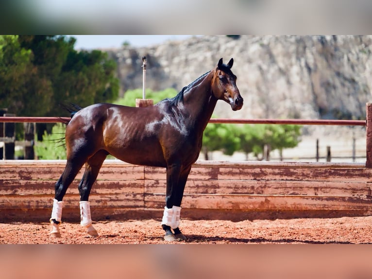 KWPN Wallach 8 Jahre 167 cm Dunkelbrauner in Fuendetodos