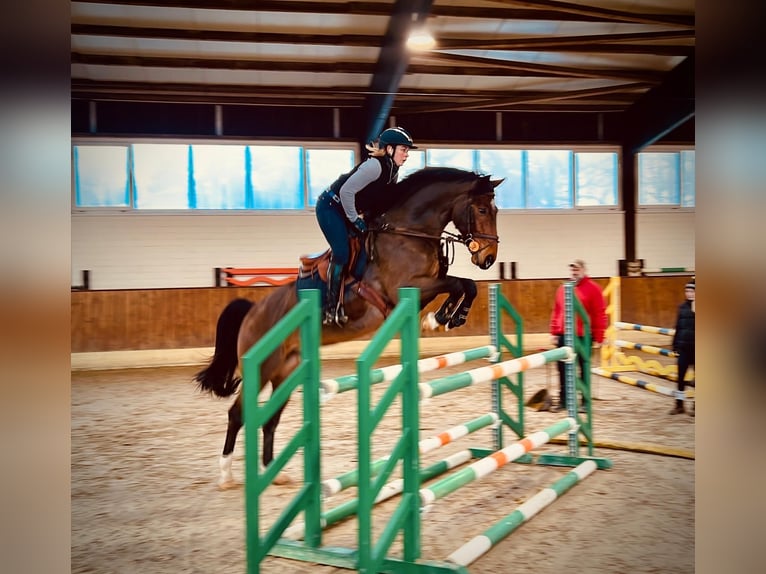 KWPN Wallach 8 Jahre 167 cm Dunkelbrauner in Bad Marienberg