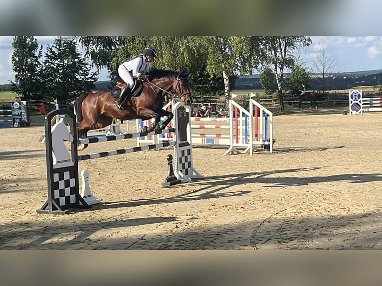 KWPN Wallach 8 Jahre 167 cm Dunkelbrauner in Bad Marienberg