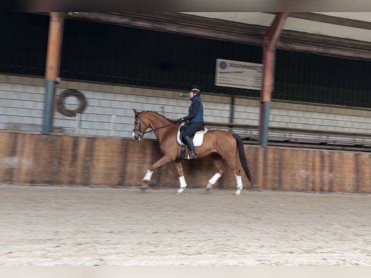 KWPN Wallach 8 Jahre 167 cm Dunkelfuchs in Oud Gastel